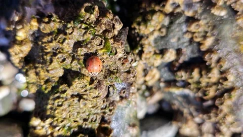 Ladybug Crawling On A Barnacle Filled Rock At The Beach In Seattle. Stock-Footage 239798953