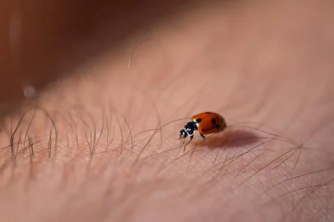 Ladybug crawling between hair on a person's arm Stock-Fotos