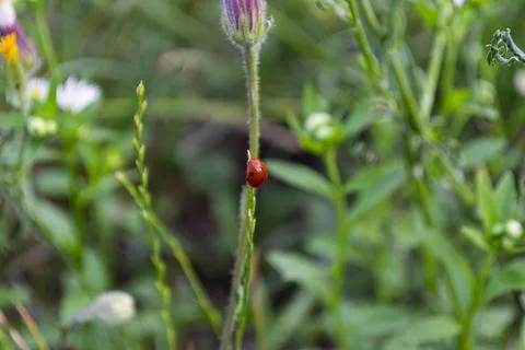 Ladybug crawling on a blade of grass. Stock Photos