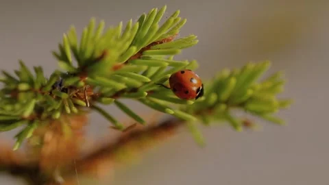 Ladybug crawling on a branch Stock Footage 164367599