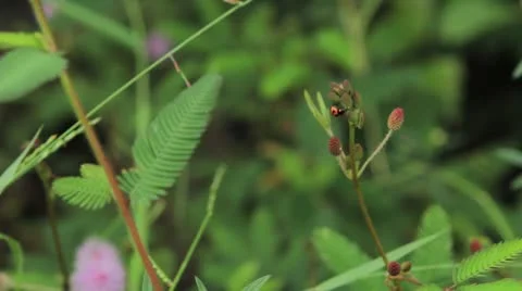 A Ladybug Crawling on a Budding Plant Stock Footage 8973611