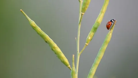 Ladybug Crawling On Canola Pod Stock Footage 330693381