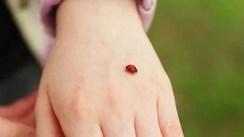 Ladybug crawling on child's hand Stock Footage 252368525