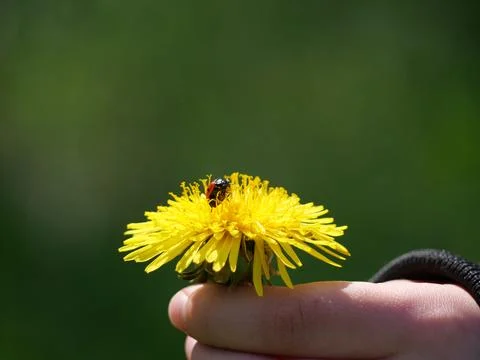 Ladybug crawling on dandelion flower Stock Photos
