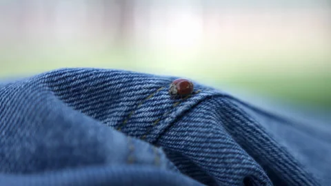Ladybug Crawling On Denim Textile. close up Stock Footage 161142885
