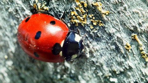 Ladybug crawling on the diagonal Stock Footage 38365578