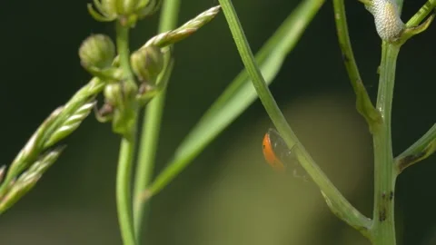 Ladybug Crawling Down Tall Fescue Grass Stem - 4K Wildlife Slow Motion Shot Vídeos de archivo 336189166