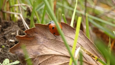 Ladybug crawling on dry autumn leaf among fresh green grass. 動画素材 336865425