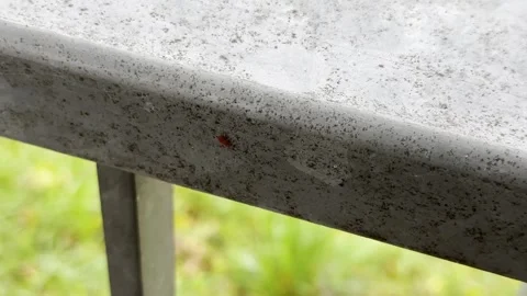 Ladybug crawling on the fence. Stock Footage 311773924