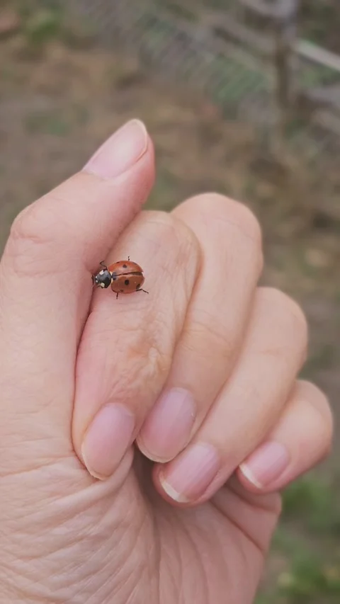 Ladybug crawling in finger. Human and nature concept. Stock Footage 331720460