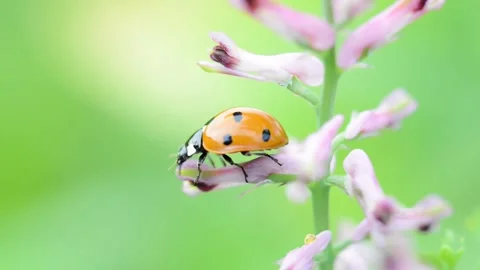 Ladybug crawling on a flower in the city park. Stock Footage 142004607