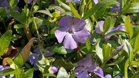 Ladybug crawling on a flower Stock Footage 129879797