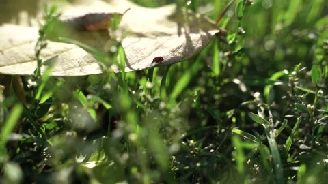 Ladybug crawling Video stock 142520488