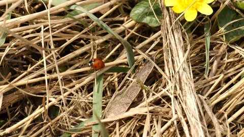 Ladybug crawling 스톡 동영상 183323414