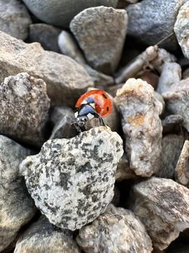 Ladybug crawling on granite rock in macro view 스톡 사진
