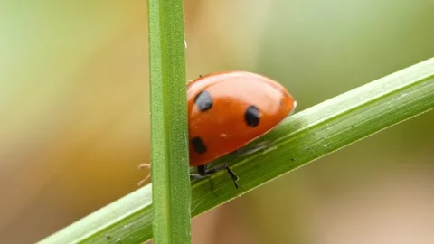 Ladybug crawling on grass blade bending under its weight, panning. Vídeo Stock 336867096