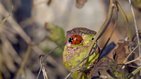 Ladybug crawling on the grass Stock Footage 99889475
