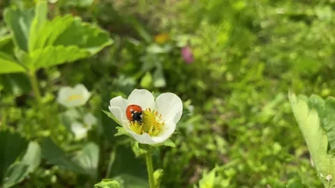 A ladybug is crawling on the grass. Stock Footage 155669766