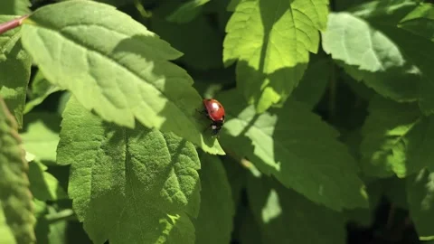 A ladybug is crawling on the grass. Stock Footage 155669828