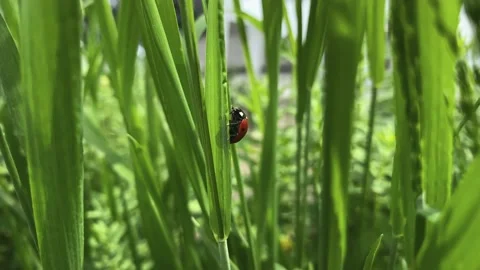 A ladybug is crawling on the grass. Video stock 155669859