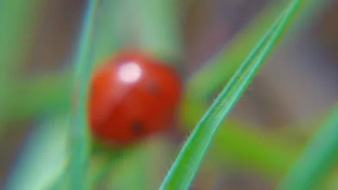 Ladybug Crawling on Grass - Macro Nature Footage Stock Footage 287204233