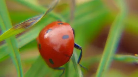 Ladybug Crawling on Grass - Macro Nature Footage Stock Footage 287204235