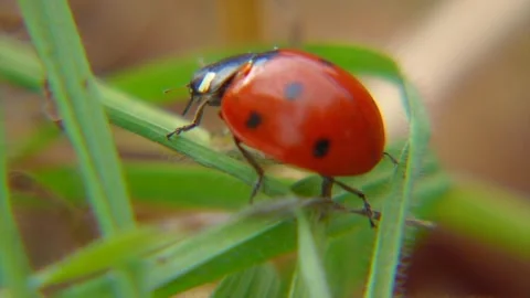 Ladybug Crawling on Grass - Macro Nature Footage Stock Footage 287204308
