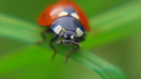 Ladybug Crawling on Grass - Macro Nature Footage Stock Footage 287204337