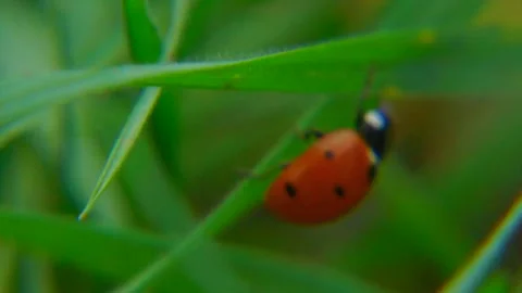 Ladybug Crawling on Grass - Macro Nature Footage Stock Footage 287204353