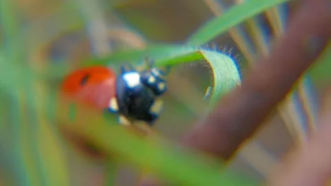 Ladybug Crawling on Grass - Macro Nature Footage Stock Footage 287204359