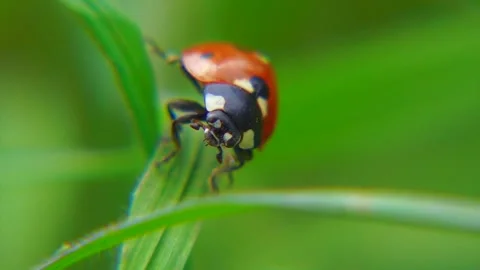 Ladybug Crawling on Grass - Macro Nature Footage Stock Footage 287204364