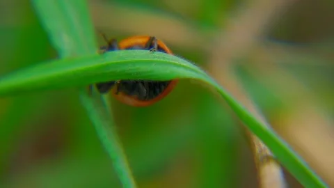 Ladybug Crawling on Grass - Macro Nature Footage Stock Footage 287204427