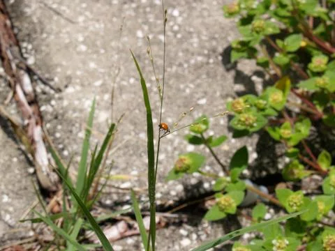 A Ladybug Crawling on Grass Foto stock