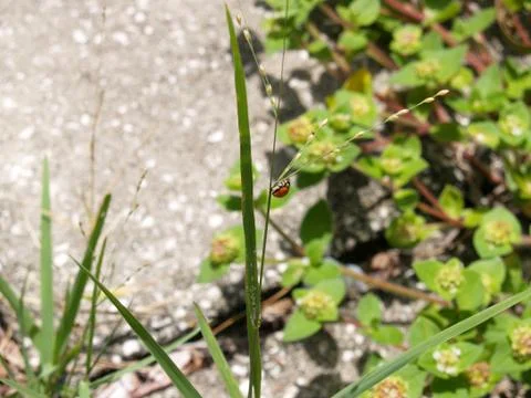 Ladybug Crawling on Grass Foto stock