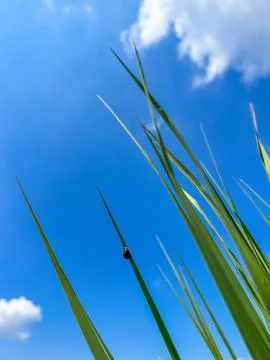 Ladybug crawling on grass tips with blue sky and clouds in the background Stock Photos