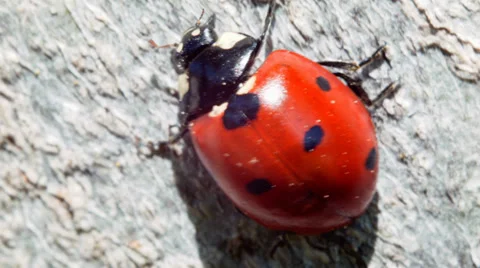 Ladybug crawling on a gray object Stock Footage 38363350