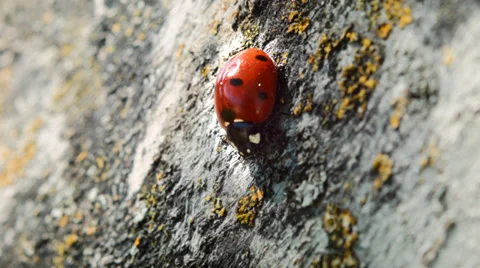 Ladybug crawling on the gray tree. Yellow spots on the tree Stock Footage 38362981
