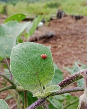 Ladybug Crawling on Green Eggplant Leaf Stock Photos