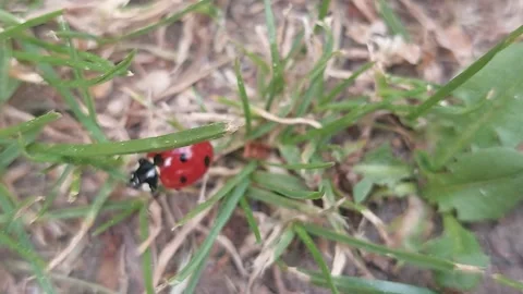 Ladybug crawling on green grass blades in the garden 库存影片 334795851