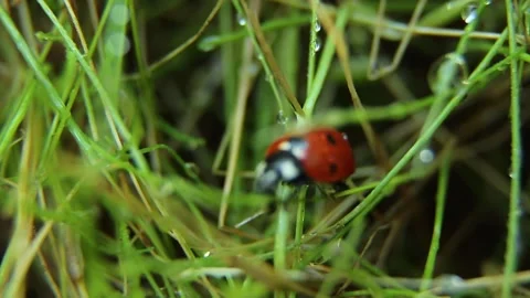 Ladybug crawling in the green grass. Insect life, wildlife. Видео 239453732