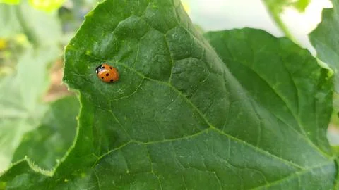 Ladybug crawling on a green leaf from a cucumber 스톡 사진