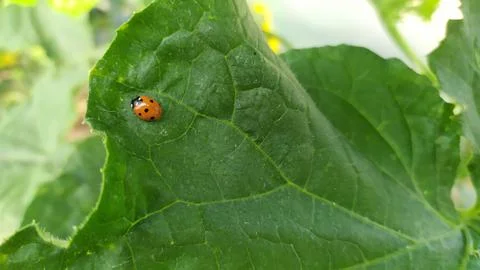 Ladybug crawling on a green leaf from a cucumber Foto stock