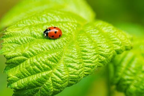 Ladybug crawling on a green leaf macro Photos