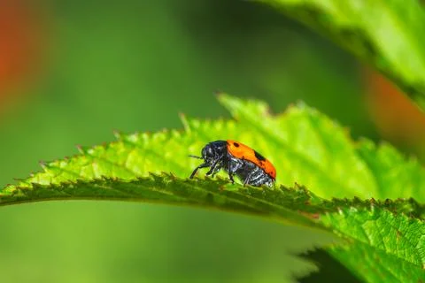 Ladybug crawling on a green leaf Stock Photos