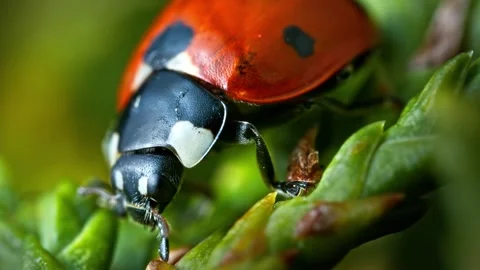 Ladybug crawling on green leaf in sunlight Stock Footage 340640515