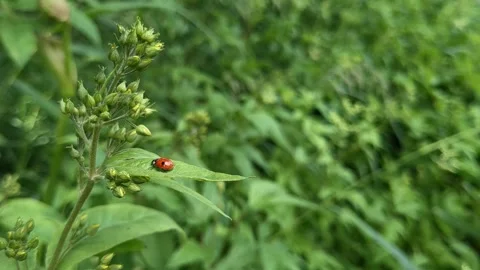 Ladybug crawling on green leaf surrounded by greenery Video stock 344129474