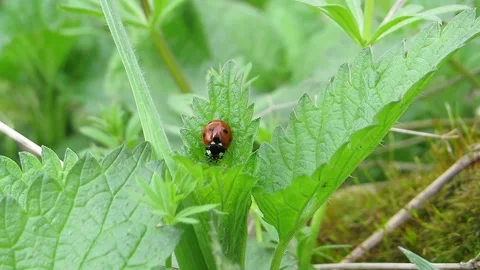 Ladybug crawling on a green leaf swaying in the wind Video stock 152903857