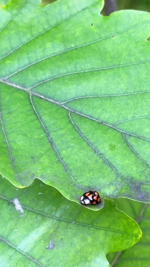 A ladybug is crawling on a green oak leaf, close-up. Vertical HD footage Stock Footage 345632274