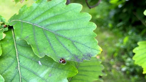 A ladybug is crawling on a green oak leaf, close-up. 4K footage Stock Footage 345632278