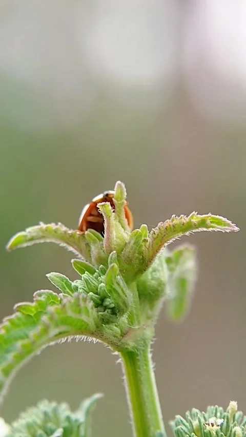 Ladybug Crawling on Green Plant Bud Macro Side View Outdoors 4K Sharp Focus Vidéo 321067543